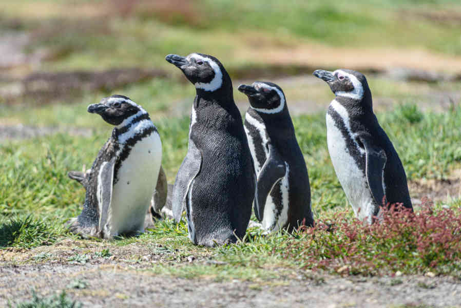 Pingüino de Magallanes - islas Falkland o Malvinas 06.jpg